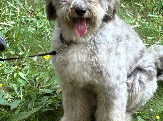 Beylikdüzü Labradoodle