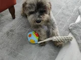 Beylikdüzü Labradoodle
