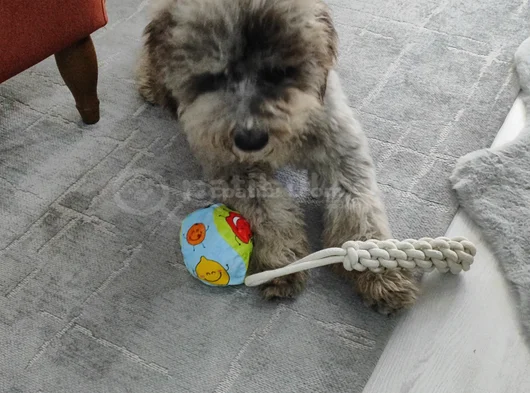 Beylikdüzü Labradoodle görsel