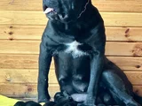 Orijinal Irk Cane Corso  Veteriner Onaylı Ve Sağlıklı