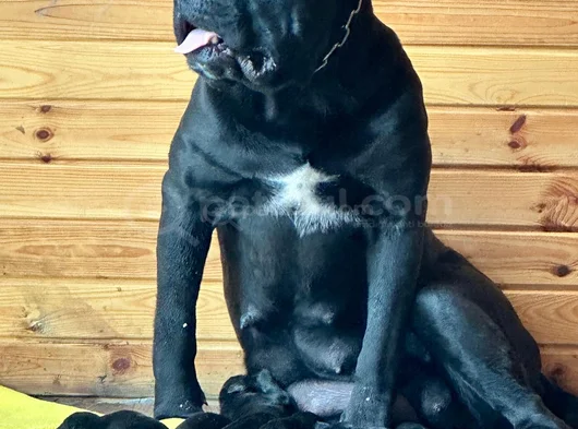 Orijinal Irk Cane Corso  Veteriner Onaylı Ve Sağlıklı görsel
