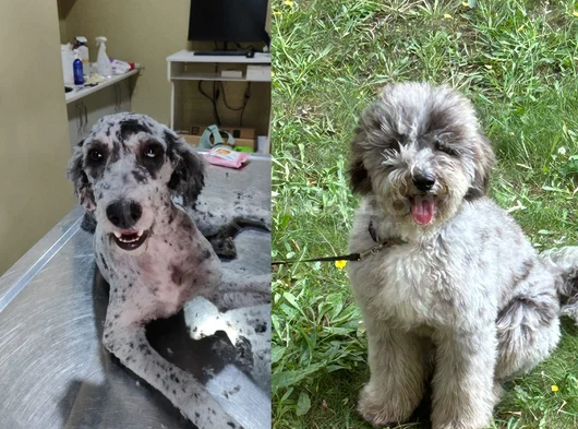 Beylikdüzü Labradoodle görsel