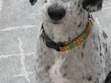 Beylikdüzü Labradoodle