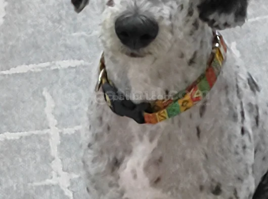 Beylikdüzü Labradoodle görsel