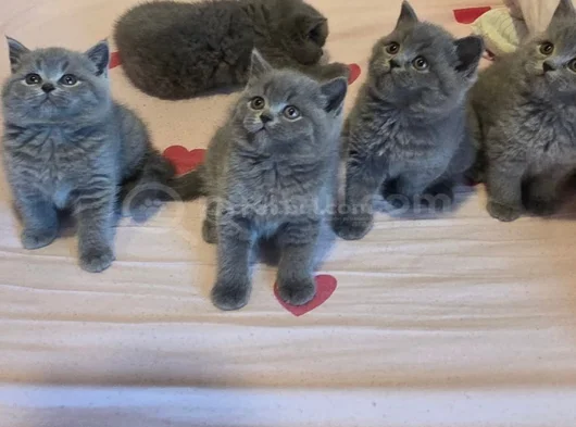 Yavrularımıza Yuva Arıyoruz görsel