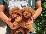 Toy poodle bebekler