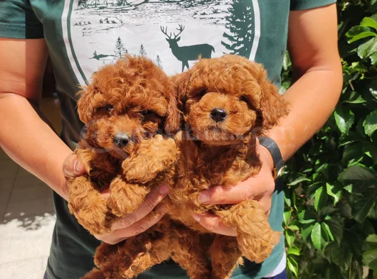 Toy Poodle Bebekler
