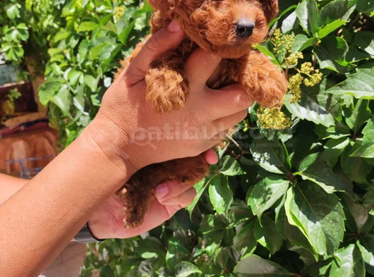 Toy Poodle Bebekler görsel