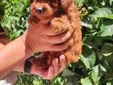 Toy Poodle Bebekler