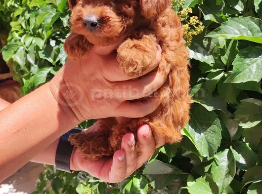 Toy Poodle Bebekler görsel