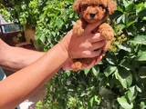 Toy Poodle Bebekler