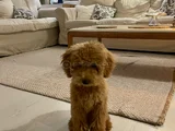 Akıllı ve eğitimli toypoodle