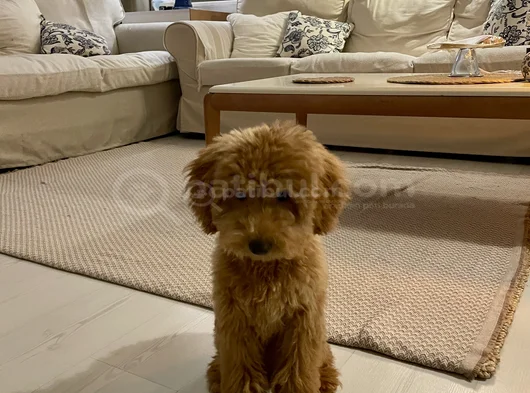 Akıllı Ve Eğitimli Toypoodle