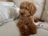 Akıllı Ve Eğitimli Toypoodle
