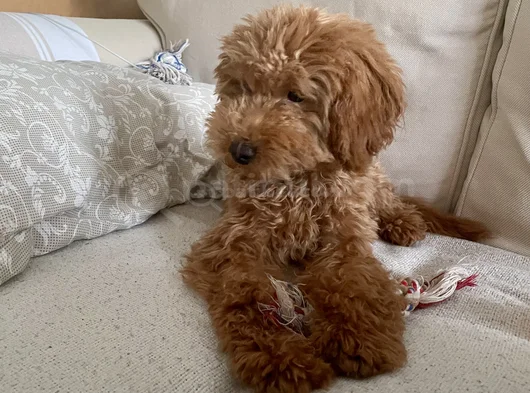 Akıllı Ve Eğitimli Toypoodle görsel