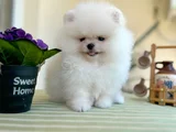 Teacup Ori̇ji̇nal Boo