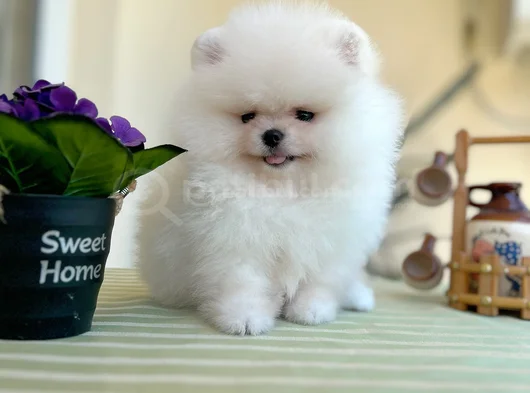 Teacup Ori̇ji̇nal Boo görsel