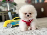 TEACUP ORİJİNAL BOO