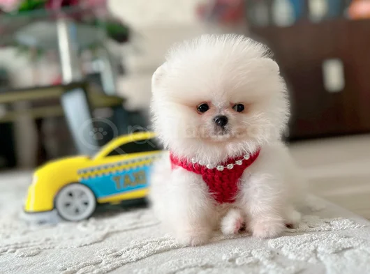 Teacup Ori̇ji̇nal Boo