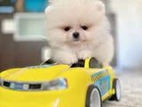 Teacup Ori̇ji̇nal Boo