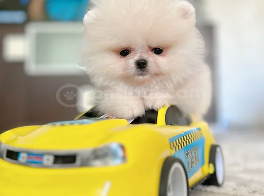 Teacup Ori̇ji̇nal Boo görsel
