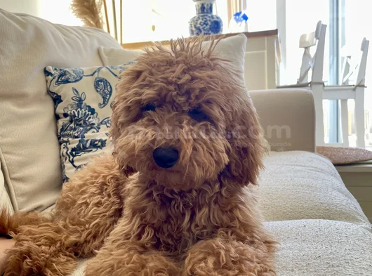 Akıllı Ve Eğitimli Toypoodle görsel