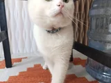 Beyaz Safkan British Shorthair - Pablo