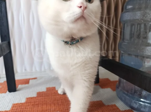 Beyaz Safkan British Shorthair - Pablo