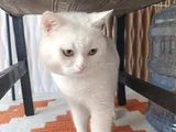 Beyaz Safkan British Shorthair - Pablo