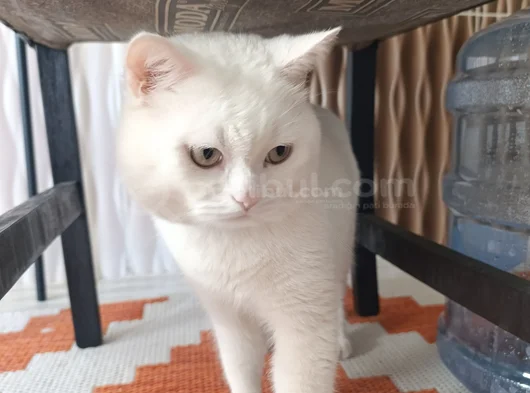 Beyaz Safkan British Shorthair - Pablo görsel