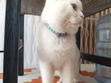 Beyaz Safkan British Shorthair - Pablo