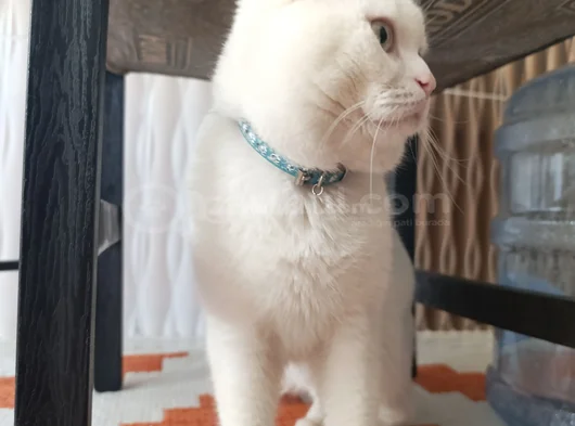 Beyaz Safkan British Shorthair - Pablo görsel
