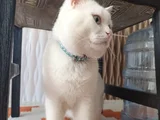 Beyaz Safkan British Shorthair - Pablo
