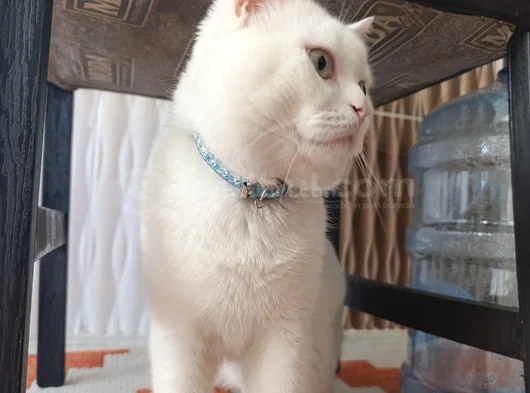 Beyaz Safkan British Shorthair - Pablo görsel