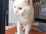 Beyaz Safkan British Shorthair - Pablo