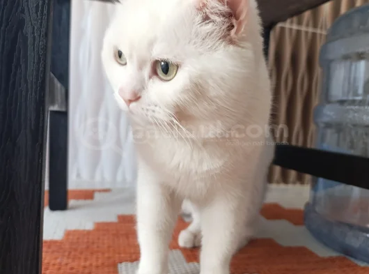 Beyaz Safkan British Shorthair - Pablo görsel