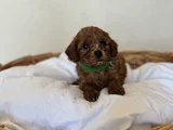 Orijinal Toy Ve Teacup Kore Poodle Yavrular