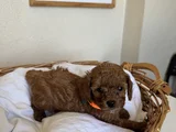 Orijinal Toy Ve Teacup Kore Poodle Yavrular