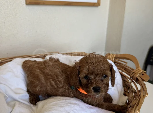 Orijinal Toy Ve Teacup Kore Poodle Yavrular görsel