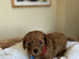 Orijinal Toy Ve Teacup Kore Poodle Yavrular
