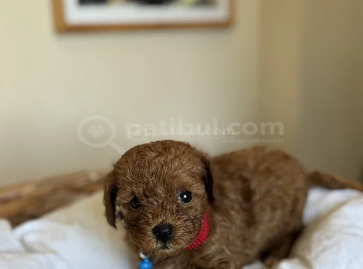 Orijinal Toy Ve Teacup Kore Poodle Yavrular görsel