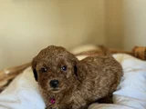 Orijinal Toy Ve Teacup Kore Poodle Yavrular