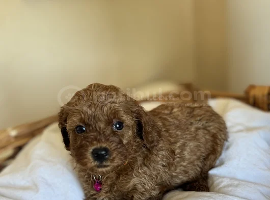 Orijinal Toy Ve Teacup Kore Poodle Yavrular görsel