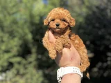 Mi̇ni̇ Boy Sevi̇mli̇ Aşili Poodle Yavrumuz