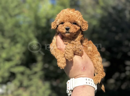 Mi̇ni̇ Boy Sevi̇mli̇ Aşili Poodle Yavrumuz görsel