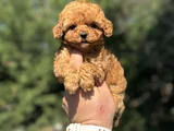 Mi̇ni̇ Boy Sevi̇mli̇ Aşili Poodle Yavrumuz