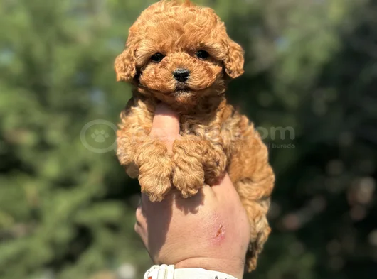 Mi̇ni̇ Boy Sevi̇mli̇ Aşili Poodle Yavrumuz görsel