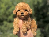 MİNİ BOY SEVİMLİ AŞILI POODLE YAVRUMUZ