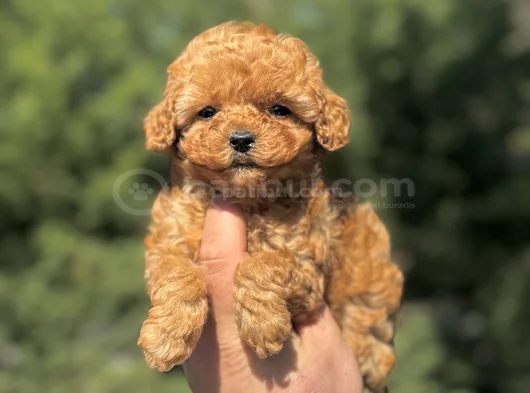 Mi̇ni̇ Boy Sevi̇mli̇ Aşili Poodle Yavrumuz