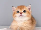 Golden British Shorthair
